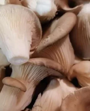 Pleurote Grise Spopo Bio – 1kg