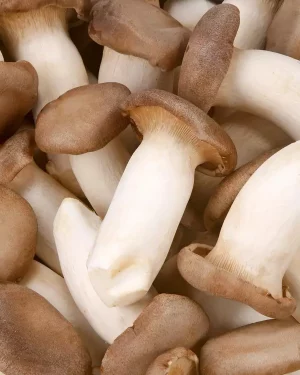 L’Eryngii Bio – 1kg