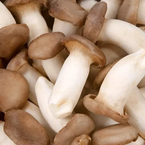 L’Eryngii Bio – 1kg