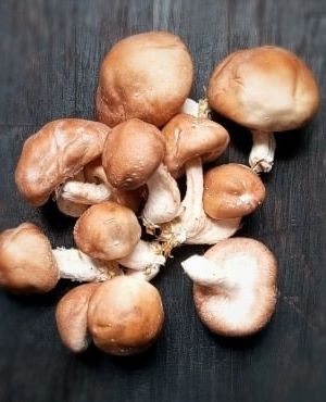 Champignons frais SHIITAKE Bio – 1kg