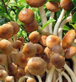 Pholiote du peuplier Bio- 1kg